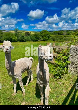 Alpaca ist auf einer Farm in Cornwall Stockfoto