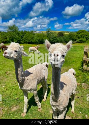 Alpaca ist auf einer Farm in Cornwall Stockfoto