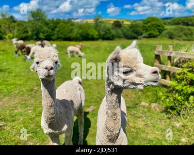 Alpaca ist auf einer Farm in Cornwall Stockfoto