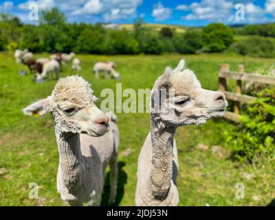 Alpaca ist auf einer Farm in Cornwall Stockfoto