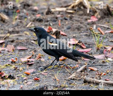 Rotflügelige Amsel in Nahaufnahme, die auf Schlamm und Blättern mit verschwommenem Hintergrund in der Umgebung und Umgebung des Lebensraumes aufsuche. Stockfoto