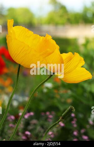 Deutschland, Bayern, Franken, Würzburg. Residence Garden. Riesige gelbe Mohnblumen wachsen im Garten nebeneinander. Low-Angle-Ansicht. Nahaufnahme Stockfoto