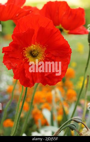 Deutschland, Bayern, Franken, Würzburg. Residence Garden. Riesige rote Mohnblumen wachsen im Garten nebeneinander. Low-Angle-Ansicht. Nahaufnahme Stockfoto