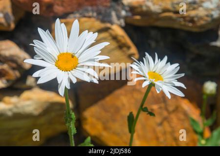 Daisy Flowers. Stockfoto