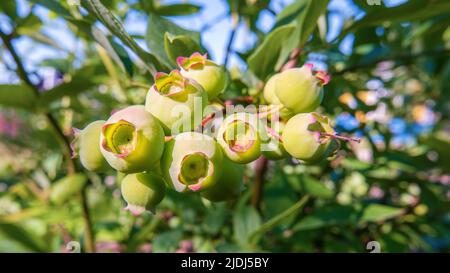 Heidelbeere. Ein Strauß Beeren reift auf den Zweigen der Pflanze Stockfoto