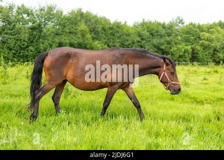 Schönes Bergpferd grast am bewölkten Sommertag Gras auf grüner Wiese Stockfoto