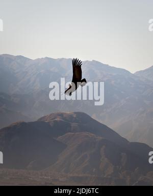 Andenkondor (Vultur gryphus), der über den Andengebirgen in der Nähe von Tupungato, Provinz Mendoza, Argentinien, ragt. Stockfoto