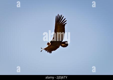 Andenkondor (Vultur gryphus) in der Nähe von Tupungato, Provinz Mendoza, Argentinien. Stockfoto