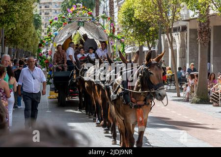 HUELVA, SPANIEN, 2. Juni 2022. Abfahrt der Bruderschaft von Rocío de Huelva durch die Straßen ihrer Stadt. Maultiere ziehen einen der Wagen Stockfoto