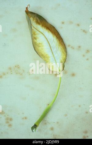 Einfach trocknende ovale Blattcreme mit grünen und gelben Rändern aus Dumb Stock oder Dieffenbachia, die auf antikem Papier liegen Stockfoto