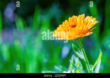 Calendula officinalis, der Topf Ringelblume, gemeine Ringelblume, ruddles blüht Stockfoto