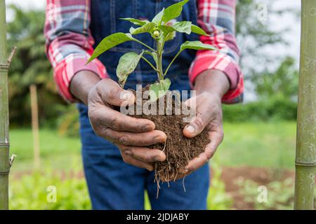 Nahaufnahme der Hände eines Bauern mit einer Tomatenpflanze, die gepflanzt werden soll. Stockfoto