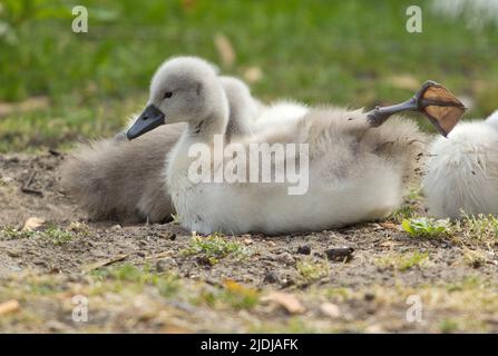 Berlin, Deutschland. 17.. Mai 2022. Ein stummes Schwanenküken (Cygnus olor) streckt sein Bein. Quelle: Hauke Schröder/dpa-Zentralbild/dpa/Alamy Live News Stockfoto