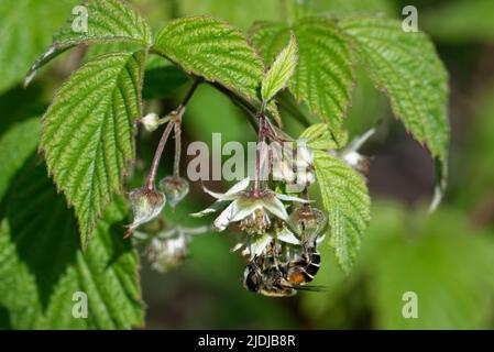 Rubus idaeus ist eine rotfruchtige Rubus-Art, die in Europa und Nordasien beheimatet ist und in anderen gemäßigten Regionen häufig angebaut wird. Stockfoto