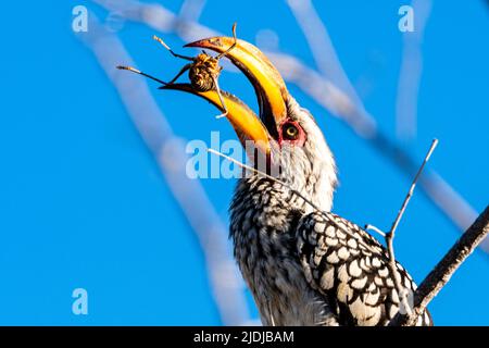 Südlicher gelber Hornschnabel, der Käfer tötet und isst Etosha Nationalpark Namibia Stockfoto