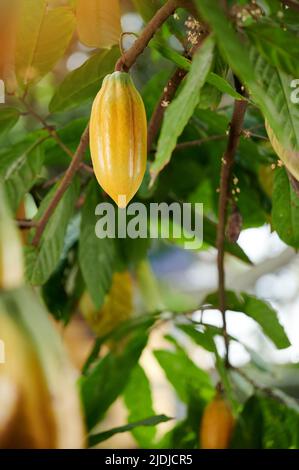 Gelbe Kakaofrucht hängen auf einem grünen, verschwommenen Hintergrund an einem Ast Stockfoto