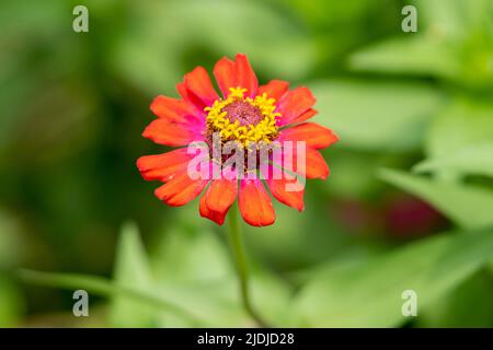 Blumen im Frühling. Hochwertige Fotos Stockfoto