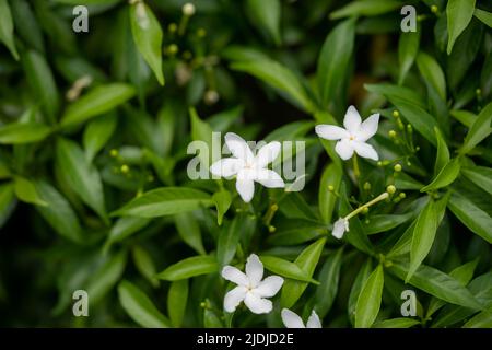 Blumen im Frühling. Hochwertige Fotos Stockfoto