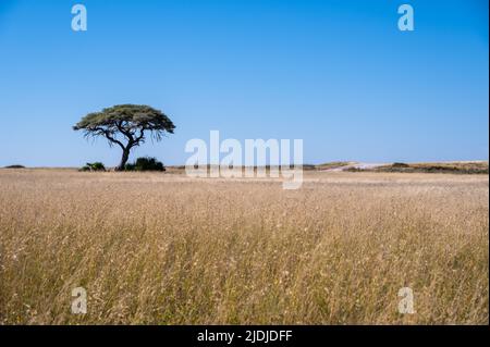 Großer Akazienbaum in den offenen Savannenebenen Namibias Stockfoto