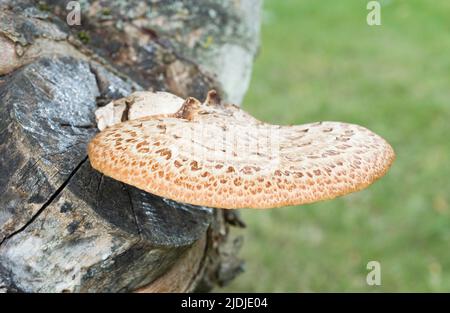 Dryaden-Sattel (Cerioporus squamosus oder polyporöser squamosus), essbarer Bracket-Pilz, der auf einem Platanenbaum in einem britischen Garten wächst Stockfoto