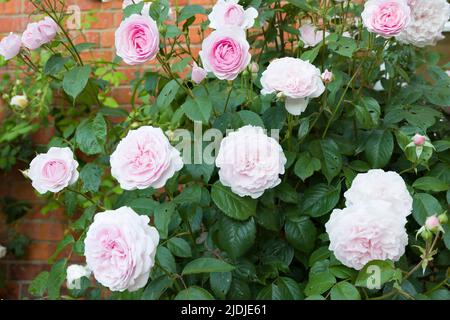 Rosen in einem britischen Garten, Rosenstrauch mit rosa Blüten Stockfoto