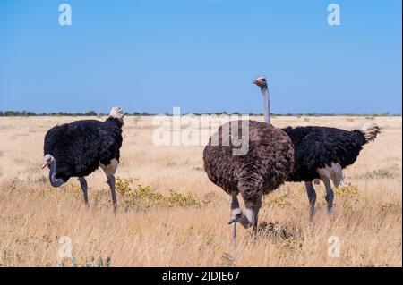 Drei Strauße im Etosha National Park in Namibia Afrika Stockfoto