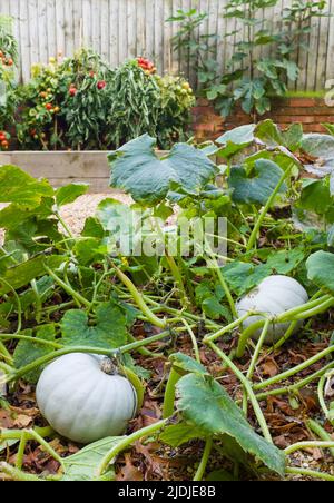 Squash Crown Prince, Kürbisse oder Kürbisse, die in einem Gemüsegarten wachsen, Großbritannien Stockfoto