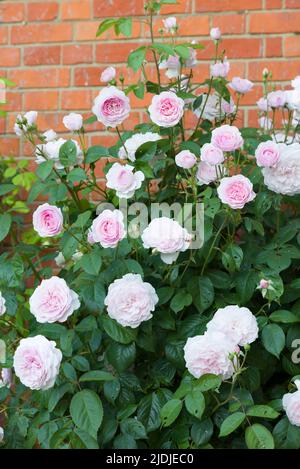 Strauchrosenbusch, Pflanze mit rosa Rosen, die in einem britischen Garten an einer Wand wachsen Stockfoto