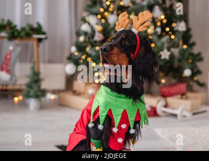 Schottischer Setter-Hund im Elfanzug mit Hörner-Rand, der auf dem Boden in der Nähe des geschmückten weihnachtsbaums zu Hause liegt Stockfoto