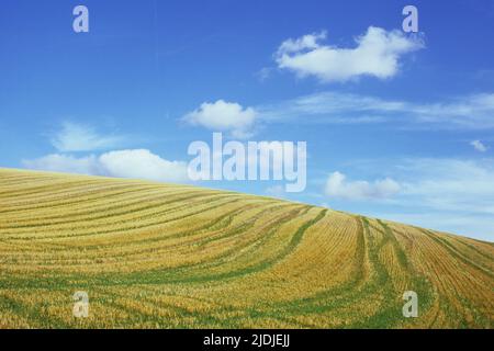 Feld von goldenen Getreidebart gekreuzt von Spuren mit Graswuchs auf sanft hügeligen Hügel unter blauem Himmel und wispy Wolken Lincolnshire Wolds England U Stockfoto