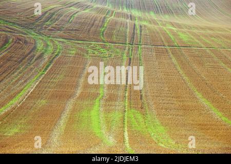 Feld von goldenen Getreidebart mit hinterleuchtetem frischem, grünen Gras und gekreuzt von Spuren auf sanft hügeligen Lincolnshire Wolds England UK Stockfoto