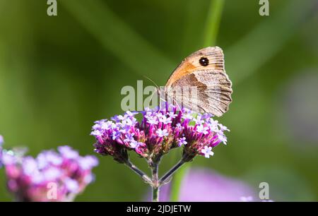 Wiesenfalter (Maniola jurtina) bestäubt die Verbena bonariensis in einem britischen Sommergarten Stockfoto