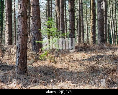 Der New Forest, Hampshire, Großbritannien, wächst unter reifen Bäumen Stockfoto