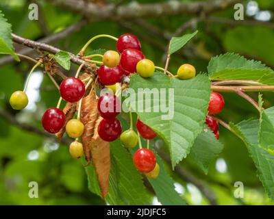 Frucht einer Wildkirsche (Prunus avium), auch bekannt als Süsskirsche, gean- oder Vogelkirsche mit Früchten in verschiedenen Reifegraden Stockfoto