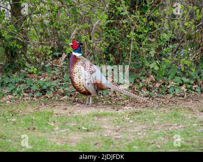 Männlicher Fasane, Phasianus colchicus, Hampshire, Großbritannien Stockfoto