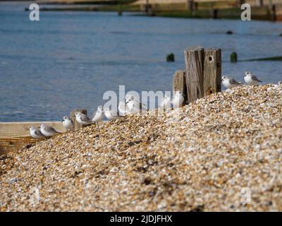 Flock of Sanderling, Calidris alba, im Wintergefieder, Hampshire, Großbritannien Stockfoto