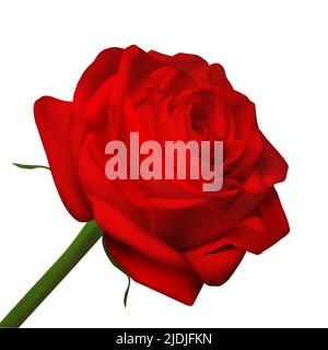 Realistischer Vektor gelbe Rose auf weißem Hintergrund Stock Vektor