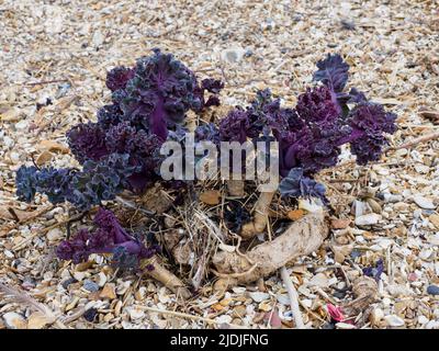 Crambe maritima, Sea Kale im Frühling, Meon Shore Beach, Hampshire, Großbritannien Stockfoto