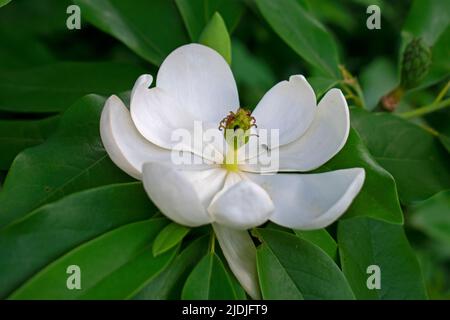 Nahaufnahme einer frisch blühenden weißen, süßbraunen Magnolienblüte auf einem Hintergrund grüner Blätter -06 Stockfoto