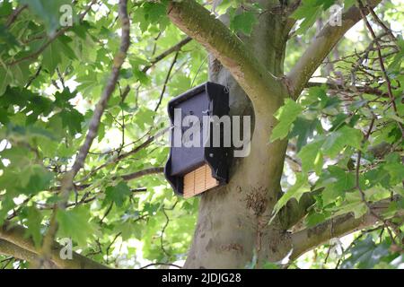 Nistkasten der schwarzen Fledermaus hängt in einem Baum Stockfoto