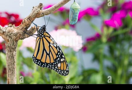 Ein neu auftauchender Monarchschmetterling (danaus plexippus) trocknet seine Flügel neben einer grünen Chrysalis mit einem Hintergrund von bunten Blumen Stockfoto