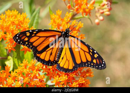 Nahaufnahme (Makro) eines Monarchschmetterlings, der sich von einer orangefarbenen Milchkrautblüte (Asclepias tuberosa) ernährt - Flügel breiten sich aus Stockfoto