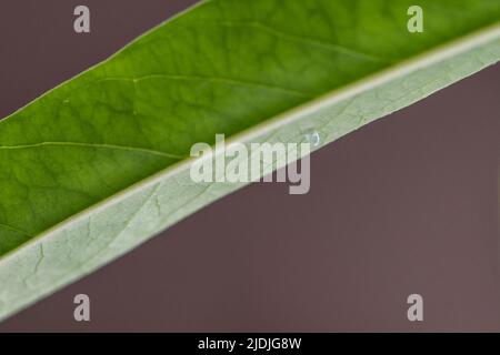 Leere Eierschale eines Monarchschmetterlings - danaus plexippus auf einem Milchkrautblatt (Asklepien) Stockfoto