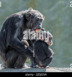 Eine Schimpansen-Mutter, die mit ihrem Baby sitzt und einen Apfel isst Stockfoto