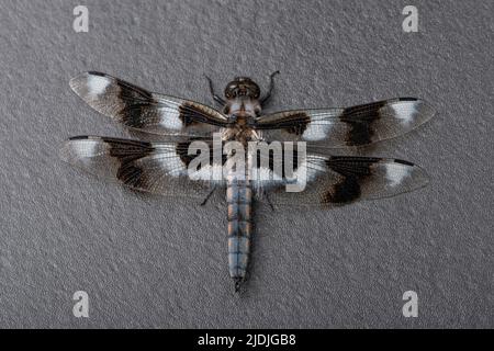 Nahaufnahme (Makro) eines Achtfleck-Skimmer - Libelle - Draufsicht auf dunklem Hintergrund Stockfoto