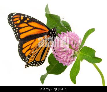 Nahaufnahme eines Monarchschmetterlings (danaus plexippus), der sich auf einer rosa Kleeblüte auf einem reinweißen Hintergrund ernährt Stockfoto