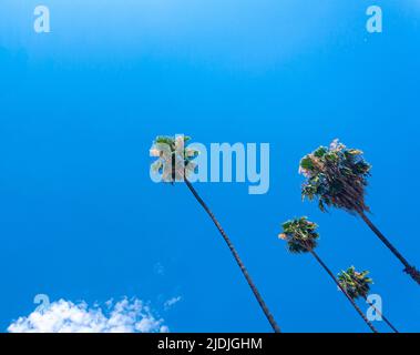 Palmen vor einem strahlend blauen Himmel Stockfoto
