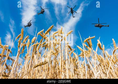Militärhubschrauber fliegen über Weizenfeld. Konzeptbild: Ukraine Russland-Konflikt, Krieg, Weizen, Weltnahrungsmangel, russische Sanktionen... Stockfoto