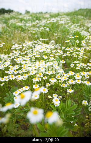 Kamillenblumen, Wildblumen, die auf einem Feld auf dem Land in Großbritannien wachsen Stockfoto