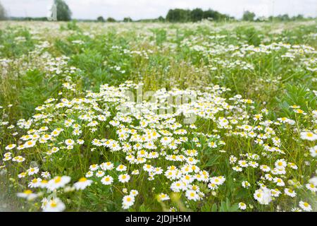 Daisy Field. Wilde Kamillenpflanzen, wilde Blumen, die auf einem Feld in der britischen Landschaft wachsen Stockfoto